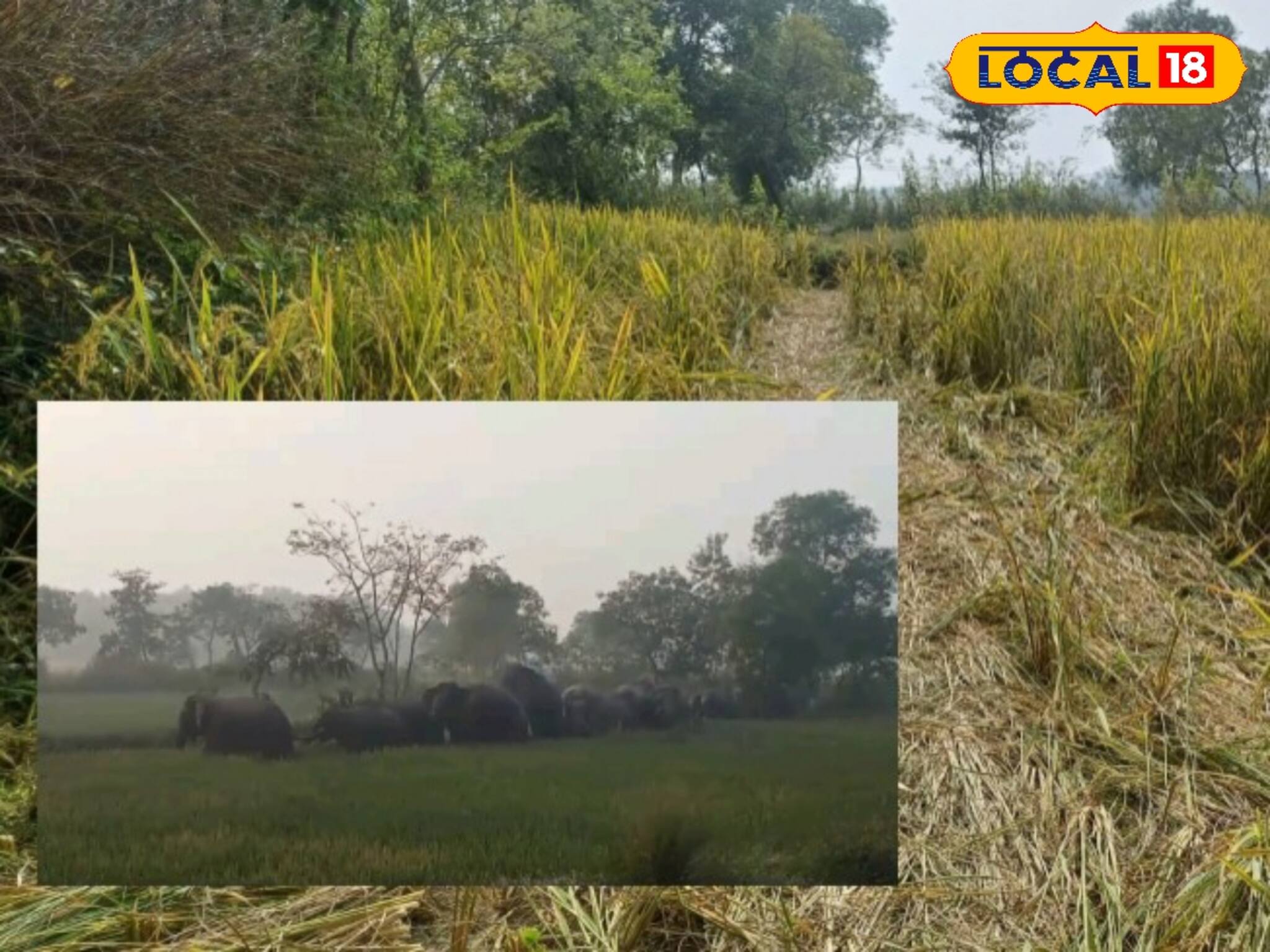 Jhargram News: মুহূর্তে সব শেষ করে দিল...! মাথায় হাত পড়ল চাষিদের, কি ঘটল? জানলে চমকে যাবেন!