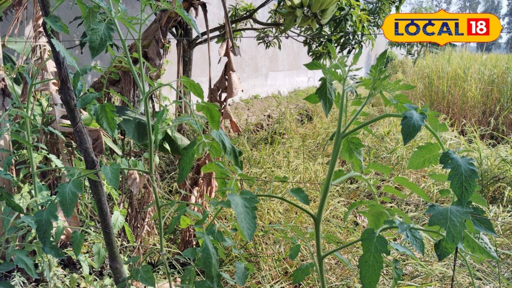 Tomato Cultivation: কেন অল্প লাভে মন খারাপ করবেন? বাগানে লাগান এই জাতের টম্যাটো! ফলন আসবে ঝুড়ি ঝুড়ি