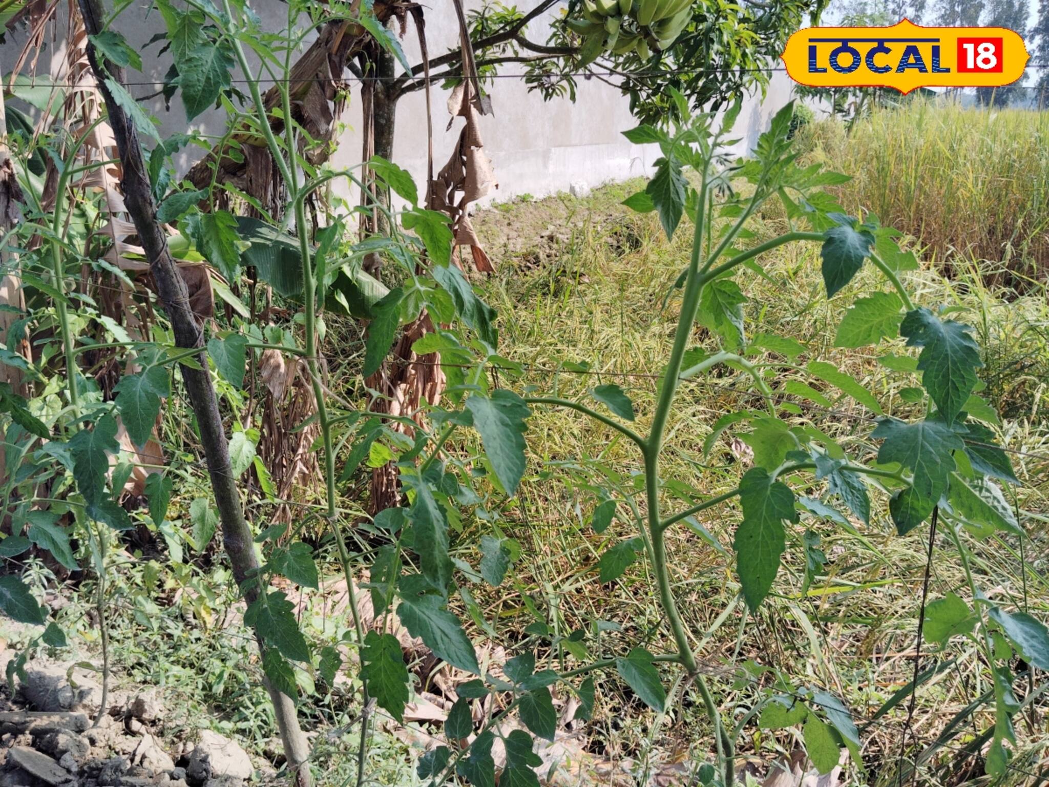 Tomato Cultivation: কেন অল্প লাভে মন খারাপ করবেন? বাগানে লাগান এই জাতের টম্যাটো! ফলন আসবে ঝুড়ি ঝুড়ি