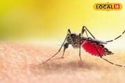 খরচ হবে না ১ টাকাও, এই ঘরোয়া উপায়তেই শেষ হবে মশার দাপট! জানুন কী ভাবে...