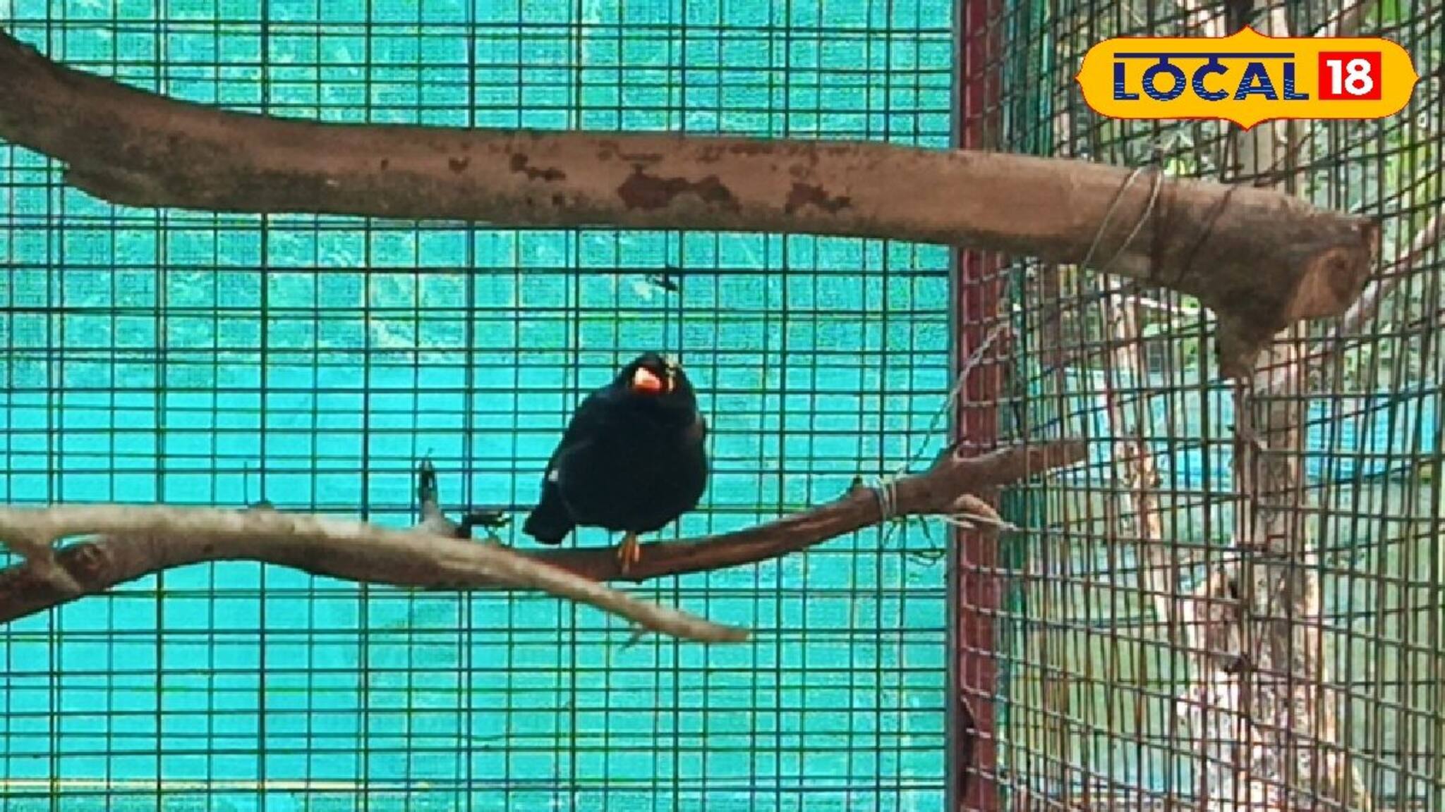 এই পাখির খাঁচার সামনে গেলেই অদ্ভুত আওয়াজ আসছে! শোরগোল রসিকবিলে, কী কাণ্ড?