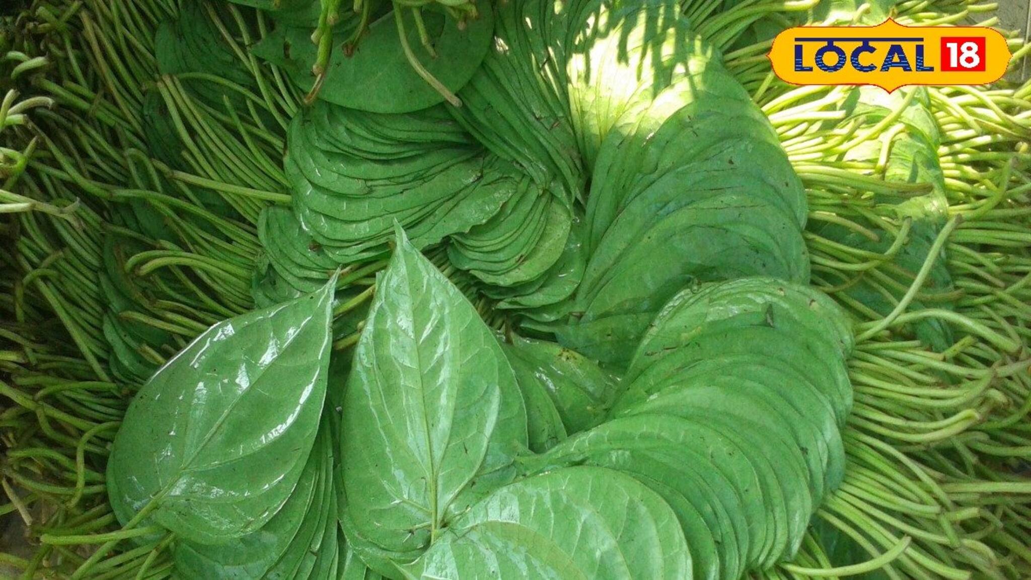 আপনার কি পান খাওয়ার অভ্যেস আছে? তবে কীভাবে খাচ্ছেন? এখনই বদলান নিয়ম!