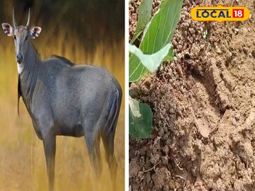 Wild Animal Attack: অতিকায় চেহারা! বাড়ির সামনে পায়ের ছাপ! তছনছ ক্ষেত! ‌বিরল বন্যপ্রাণীর হানা এই জেলায়
