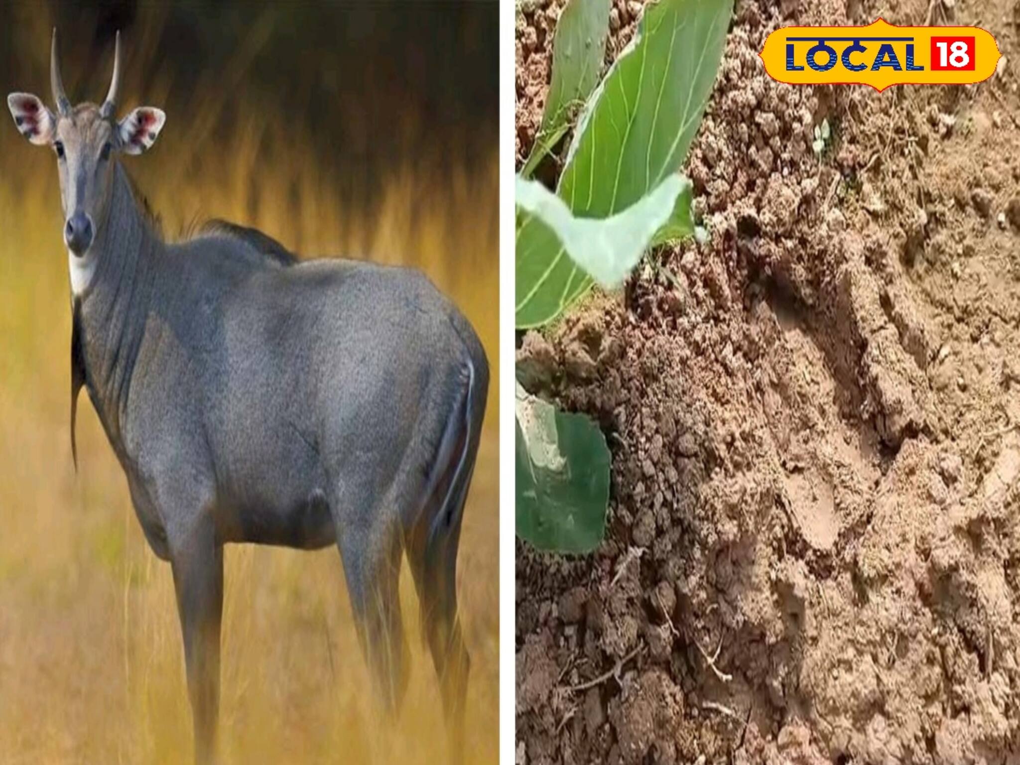 বিশাল চেহারা! বাড়ির সামনে পায়ের ছাপ! তছনছ! ‌বিরল বন্যপ্রাণীর হানা এই জেলায়