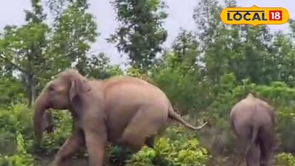 দল হাতির প্রতিকী ছবি