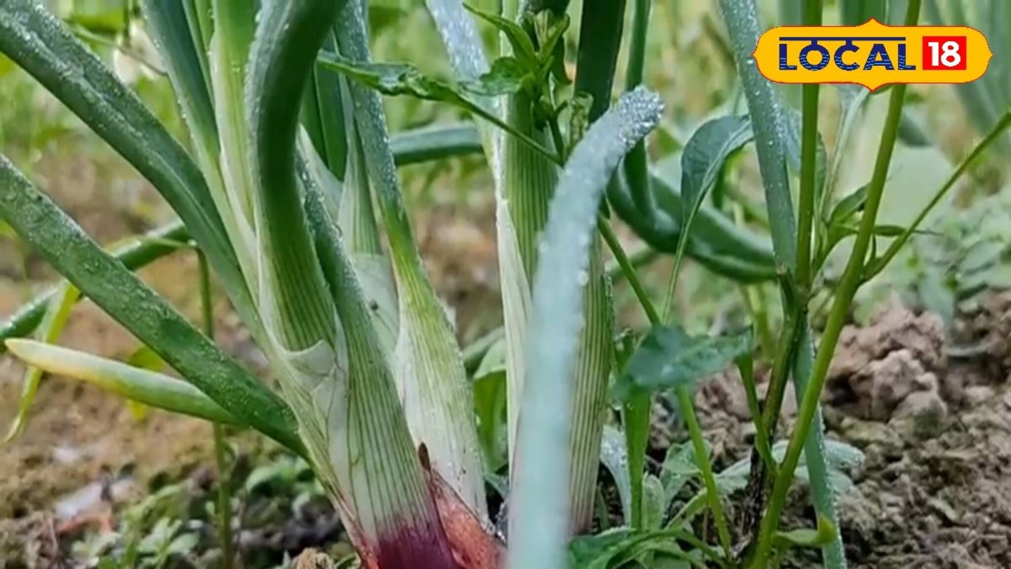 পেঁয়াজের থেকেও বেশি লাভ পেঁয়াজকলিতে! কত লাভ জানেন?