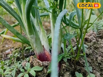 পেঁয়াজকলি  পেঁয়াজকলি