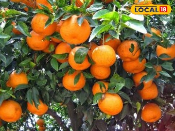 কমলালেবুর