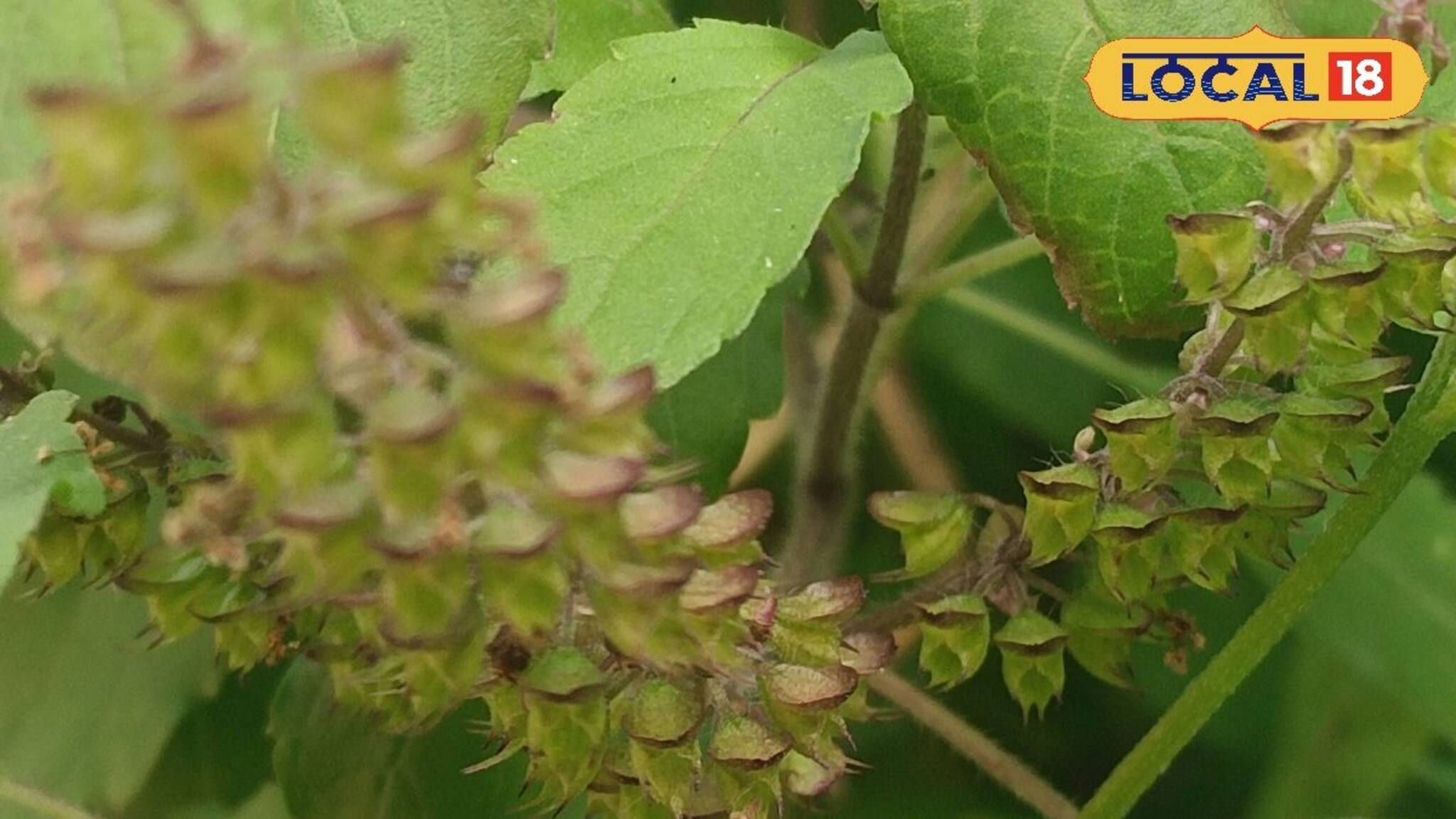 বাড়িতে এই জিনিসের দেখা পেলে কপাল ফিরবে রাতারাতি! টাকার সাগরে ভাসবেন! জানুন