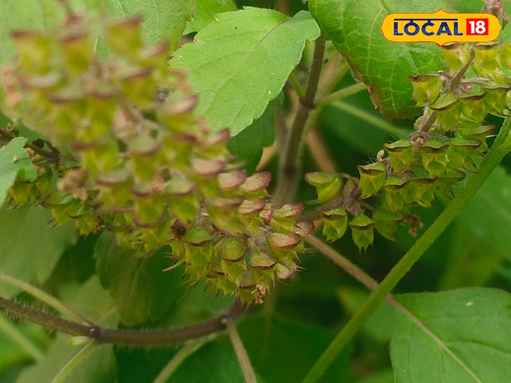 বাড়িতে এই জিনিসের দেখা পেলে কপাল ফিরবে রাতারাতি! টাকার সাগরে ভাসবেন! জানুন