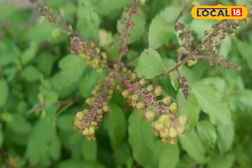 বাড়িতে এই জিনিসের দেখা পেলে কপাল ফিরবে রাতারাতি! টাকার সাগরে ভাসবেন! জানুন