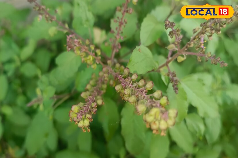 আপনার বাড়িতেও যদি এই জিনিসটির দেখা পান, তাহলে জেনে রাখুন আপনার কপাল ফিরছে। মা লক্ষ্মীর অপার আশীর্বাদ পেয়েছেন আপনি। তাই এই জিনিসটিকে মোটেও অবহেলা করবেন না। জানিয়েছেন বিশিষ্ট জ্যোতিষ জয়দেব শাস্ত্রী।