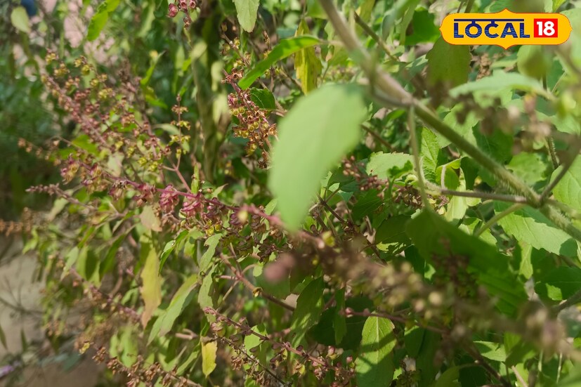 তিনি বলছেন, তুলসী গাছে মঞ্জুরী এলে সেগুলি শুকিয়ে যেতে দেবেন না। তার বদলে এগুলিকে তুলে নিন। তুলসী মঞ্জুরিগুলিকে একটি লাল কাপড়ে মুড়ে রেখে দিন আপনার বাড়ির ঠাকুর ঘর অথবা ঈশান কোণে। শ্রী হরির আশীর্বাদের সমস্ত বাধা বিপত্তি কেটে যাবে।