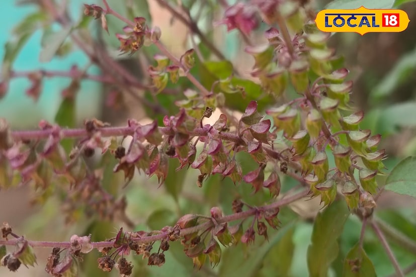 তিনি আরও জানিয়েছেন, বাড়ির তুলসী গাছে মঞ্জুরীর দেখা পেলে, সেগুলিকে তুলে অবশ্যই ভগবান শ্রীবিষ্ণুর চরণে নিবেদন করুন। তুলসী মঞ্জুরী নিবেদনে তিনি সন্তুষ্ট হন। শুক্রবার মা লক্ষ্মীকে অর্পণ করতে পারেন এই তুলসী।