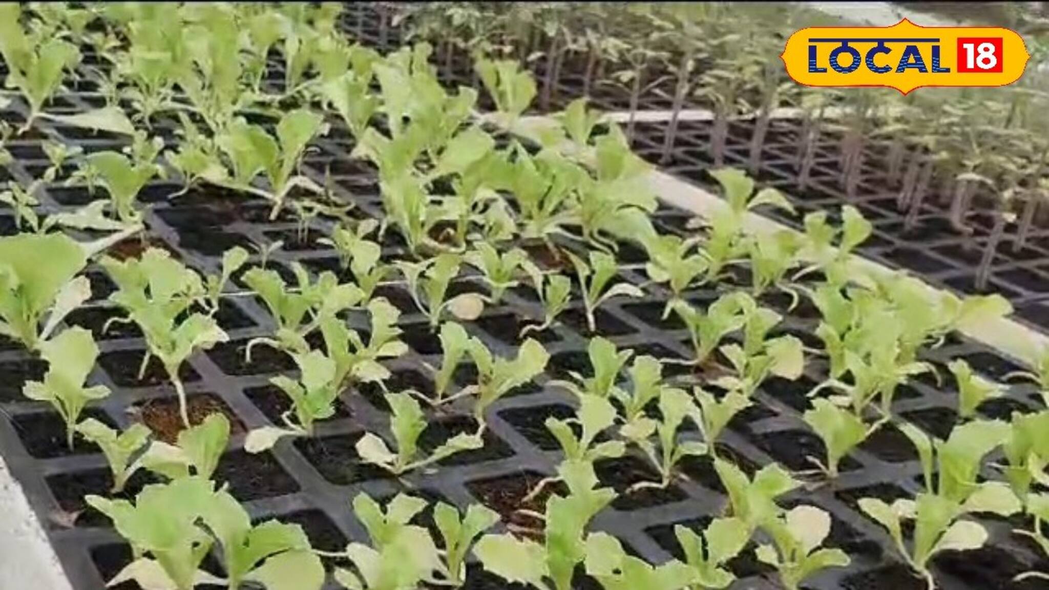 সময়ের ১৫ দিন আগেই মিলবে তরতাজা সবজি! ইসরাইলি প্রযুক্তিতে তৈরি নয়া চারা