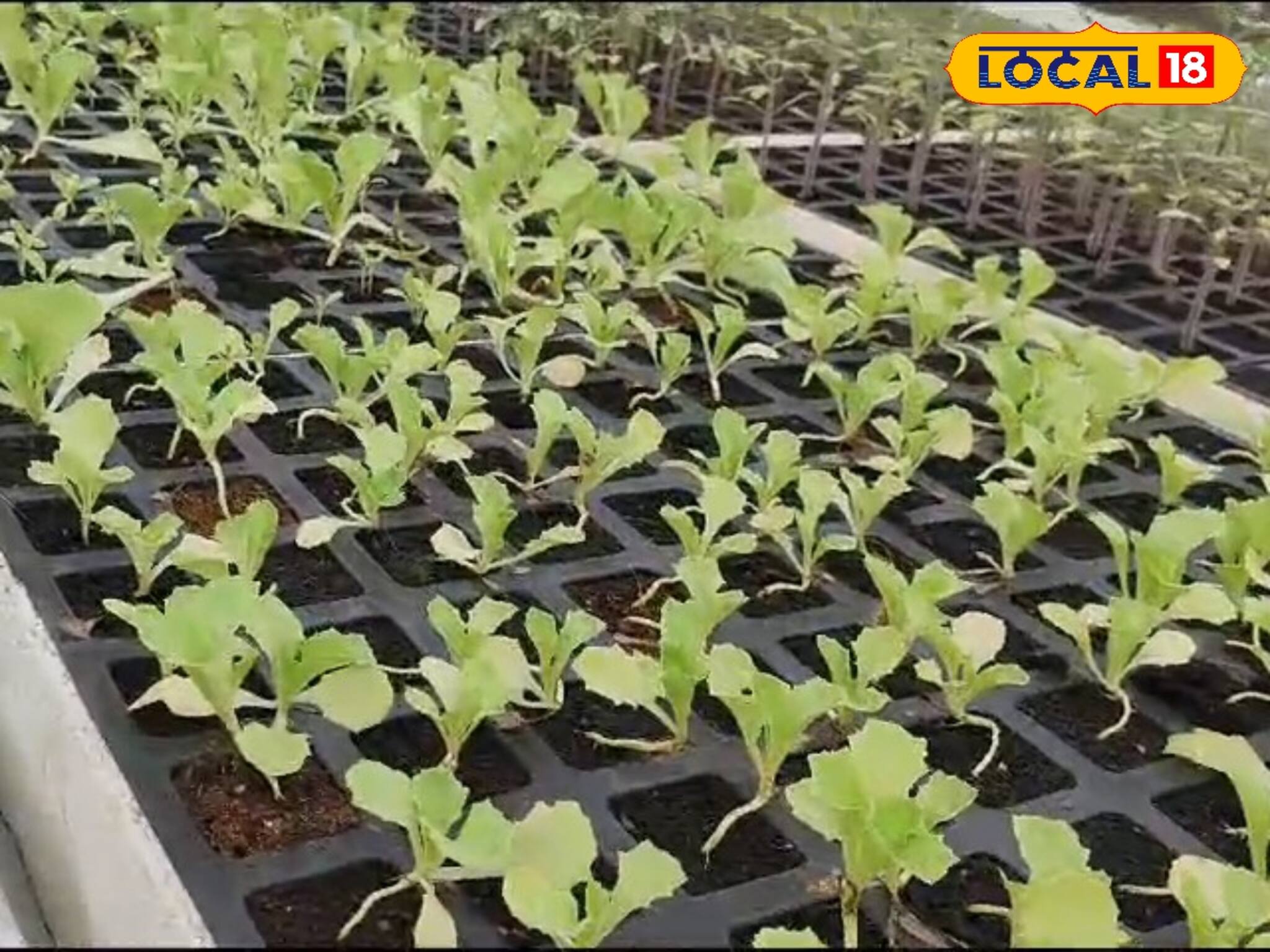 সময়ের ১৫ দিন আগেই মিলবে তরতাজা সবজি! ইসরাইলি প্রযুক্তিতে তৈরি নয়া চারা