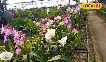 অর্কিড