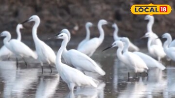 পারিযায়ী