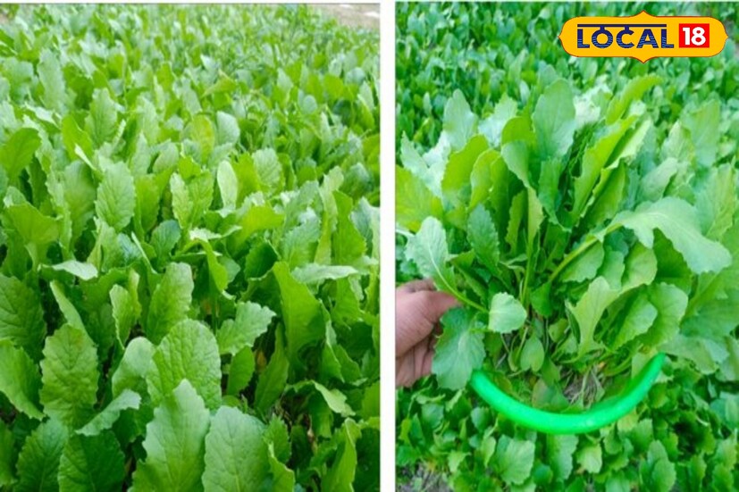 যে মায়েরা শিশুকে বুকের দুধ খাওয়ান, তাঁরা নিয়মিত মুলো খেলে বুকের দুধ বাড়ে। পাইলস রোগীদের জন্যও মুলো অত্যন্ত উপকারী। নিয়মিত মুলো খেলে পাইলস রোগে আরাম পাওয়া যায়।