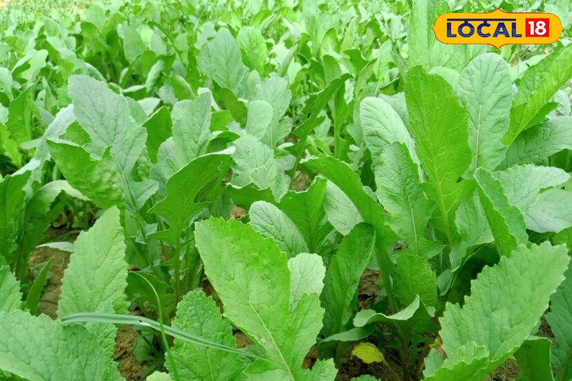 মুলোয় ক্যালোরি থাকে খুবই কম। মেটাবলিজম বৃদ্ধিতেও সাহায্য করে। তাই যারা ওজন কমানোর চেষ্টায় আছেন, তাঁরা প্রতিদিন ডায়েটে মুলো শাক রাখতেই পারেন।