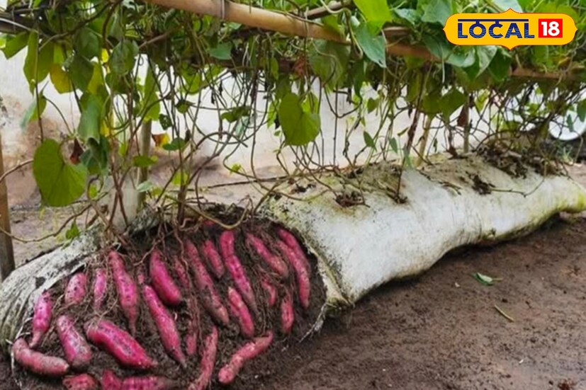 তিনি বলছেন, মিষ্টি আলুর চাষ করলে গাছের রোগগুলি এবং কীটপতঙ্গের আক্রমণ থেকে সচেতন থাকতে হবে। সাধারণ আলু চাষের মতই মিষ্টি আলুরও যত্ন নিতে হবে। দুই থেকে তিনবার সেচ করতে হবে। পাশাপাশি প্রয়োজনীয় সার এবং কীটনাশক ব্যবহার করতে হবে। এই বিষয়ে রাজ্যের কৃষি দফতরের স্থানীয় শাখাগুলি থেকে প্রশিক্ষণ এবং সহায়তা পাওয়া যায়।