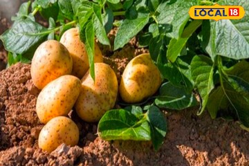 ব্যাপক লাভ এই আলু চাষ করে! বাজারে পাওয়া যাচ্ছে দ্বিগুণ দামে! হেঁশেলে কেন রাখবেন