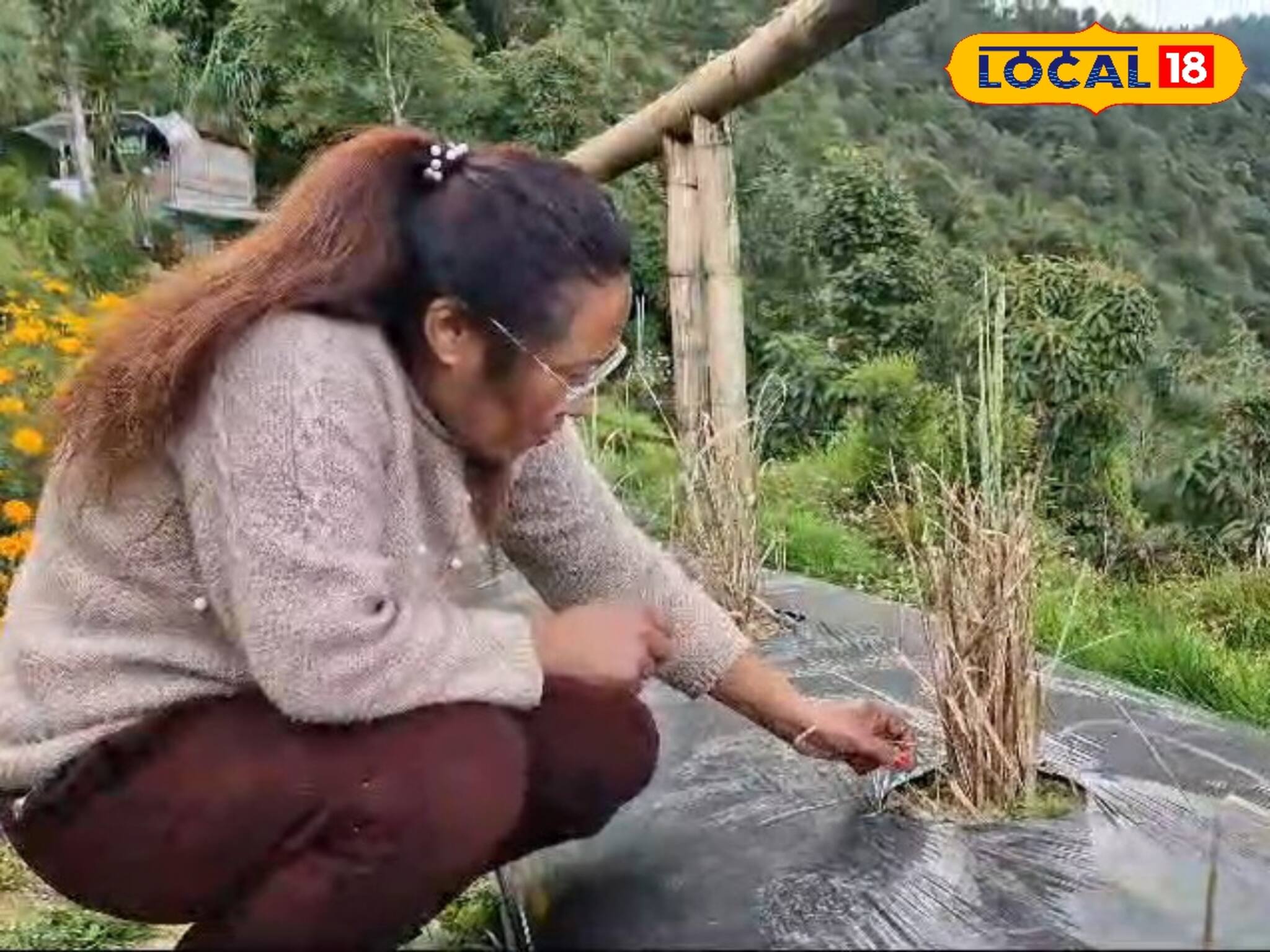 এই ‘ঘাস’ খেলেই কুপোকাত কোলেস্টেরল! মারণ রোগও থাকবে দূরে, গুণ জানলে অবাক হবেন