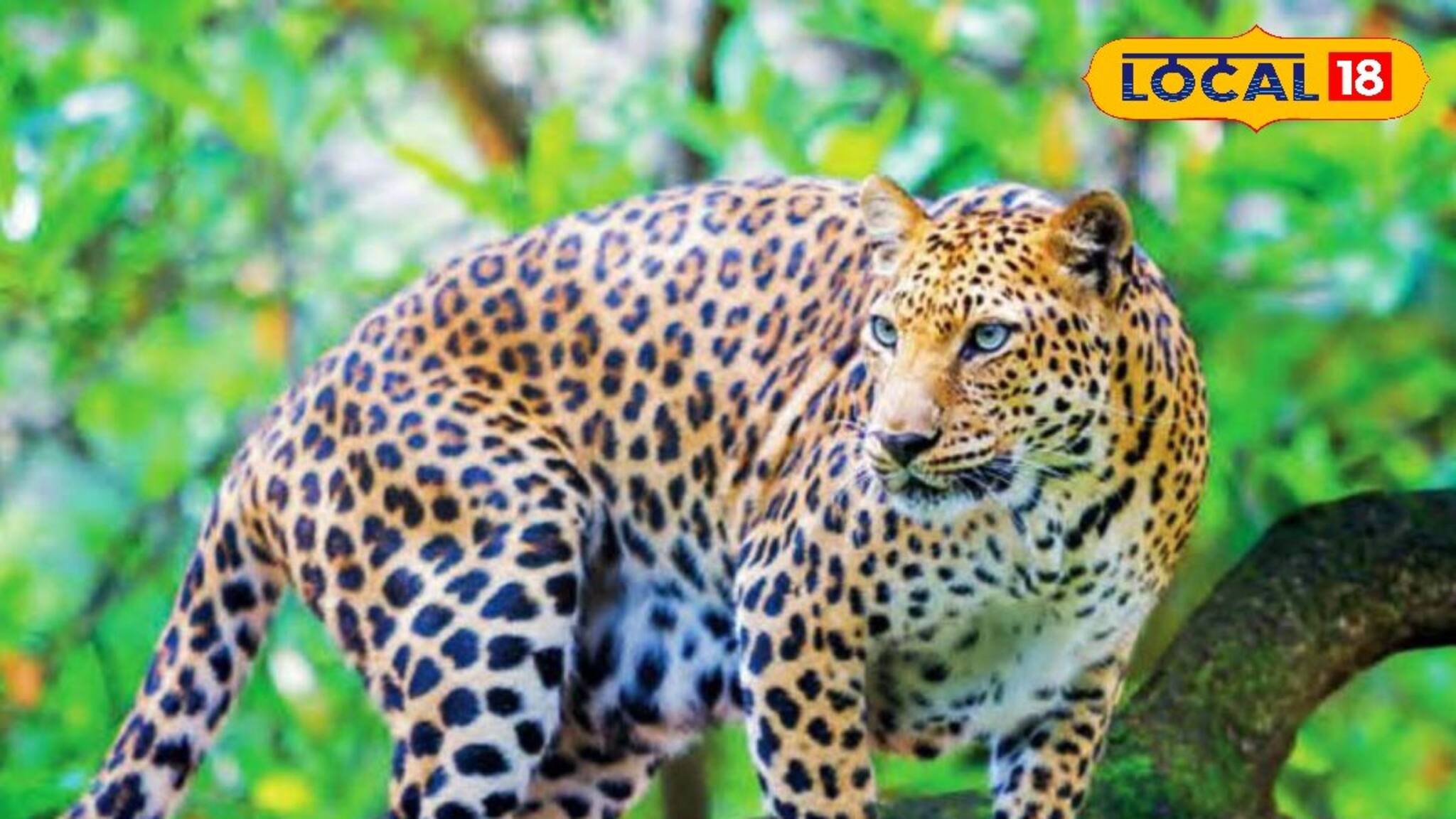 ডানকুনিতে এবার বাঘের আতঙ্ক ! একের পর এক আক্রমণ গৃহপালিতদের উপর !