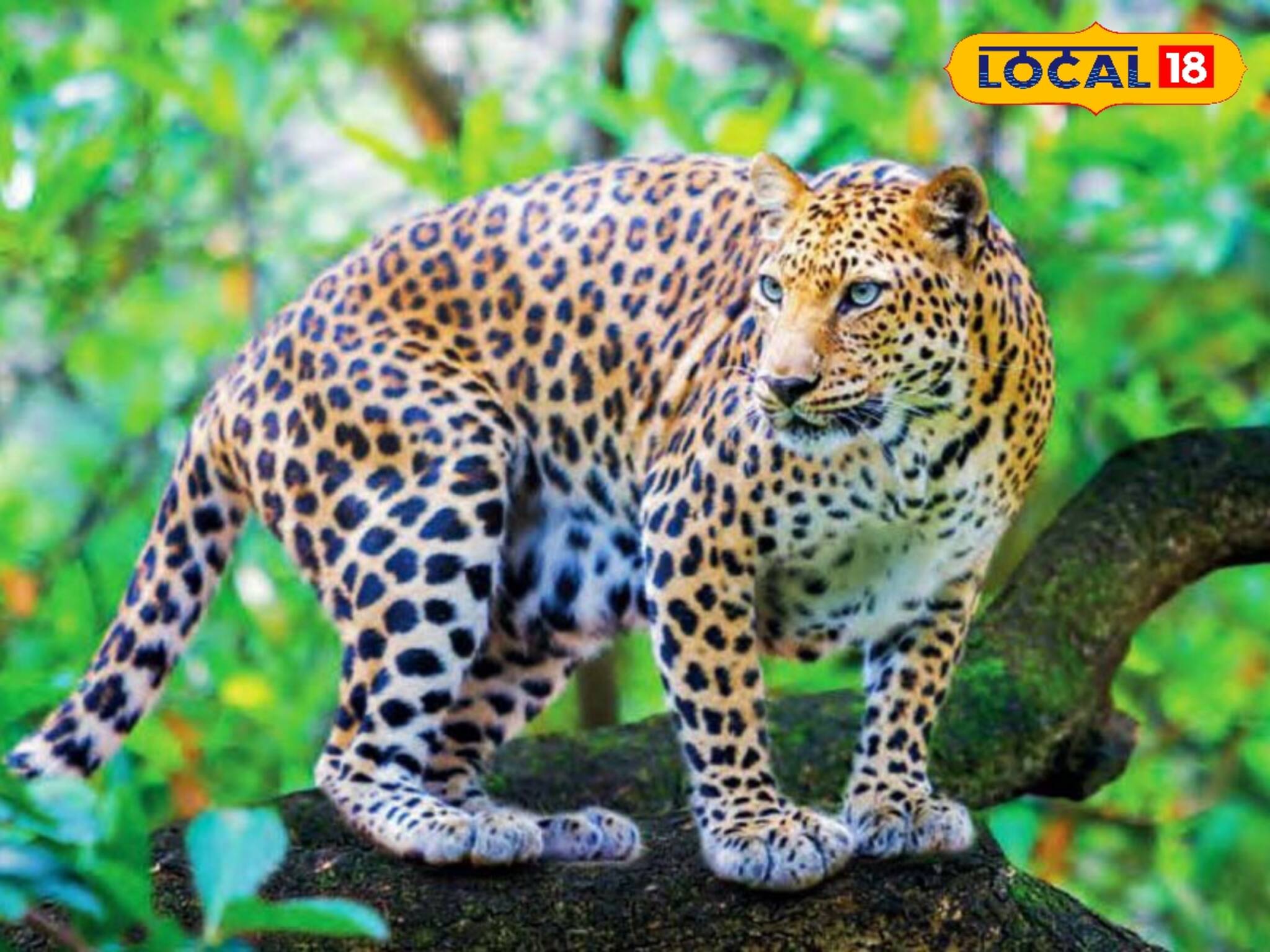 ডানকুনিতে এবার বাঘের আতঙ্ক ! একের পর এক আক্রমণ গৃহপালিতদের উপর !