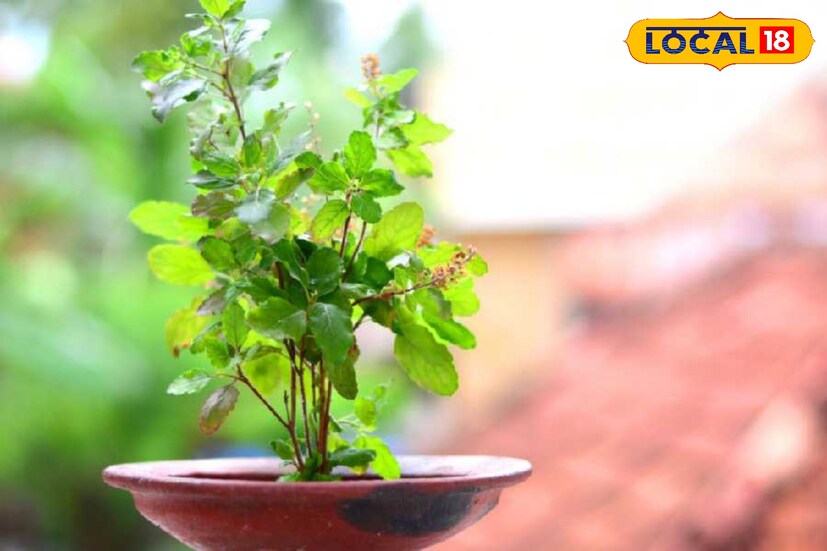 প্রায় প্রতিটি বাড়িতে তুলসীকে পুজো করা হয় । এই গাছটি পরিবেশকে বিশুদ্ধ করে ৷ ছোট পোকামাকড়, মথ এবং মশাকে ঘর থেকে দূরে রাখে । তুলসী পাতা ঔষধি গুণে পরিপূর্ণ । মশার উপদ্রব কমাতে বাড়িতে লাগান তুলসি গাছ ৷