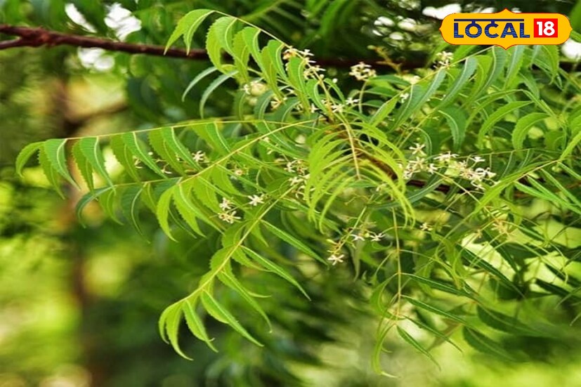 নিমের পাতার ও ঔষধি গুণ রয়েছে । এটি মশা, মাছি, ছোট পোকামাকড় এবং মথ তাড়াতে কার্যকরী ভূমিকা নেয় । বাড়িতে বাগান থাকলে নিম গাছ ব্যবহার করুন । এতে ঘরে মশা প্রবেশ রোধ করতে সাহায্য করবে । 