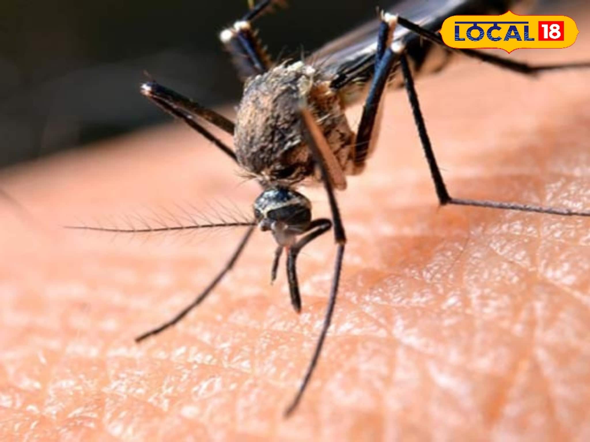 শীতের ৫টি গাছ মশার যমদূত, পাই পাই করে পালাবে, ঘর হবে মশার নো এন্ট্রি জোন!