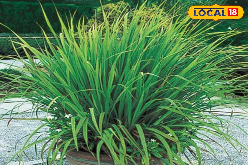 সাধারণত খাবারের স্বাদ বাড়াতে লেমনগ্রাস এক অতুলনীয় ৷ এটি খাওয়া ও স্বাদ ছাড়াও এই গাছ মশা তাড়ানোর কার্যকরী উপায় ৷ এই গাছ বারান্দায় বা ড্রয়িং রুমে রাখতে পারেন ৷