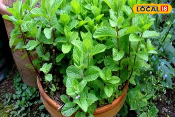 শীতের ৫টি গাছ মশার যমদূত, পাই পাই করে পালাবে, ঘর হবে মশার নো এন্ট্রি জোন!