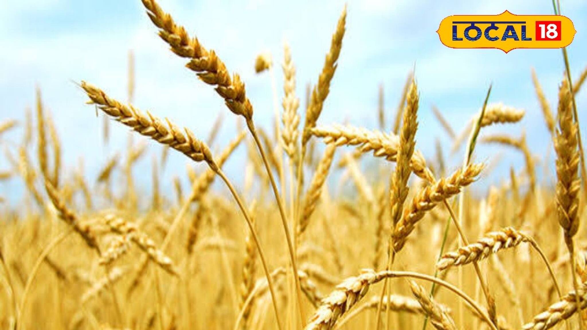 গম চাষে নতুন দিশা খুঁজে পেলেন চাষিরা! অল্প জমিতেই মিলছে প্রচুর লাভ