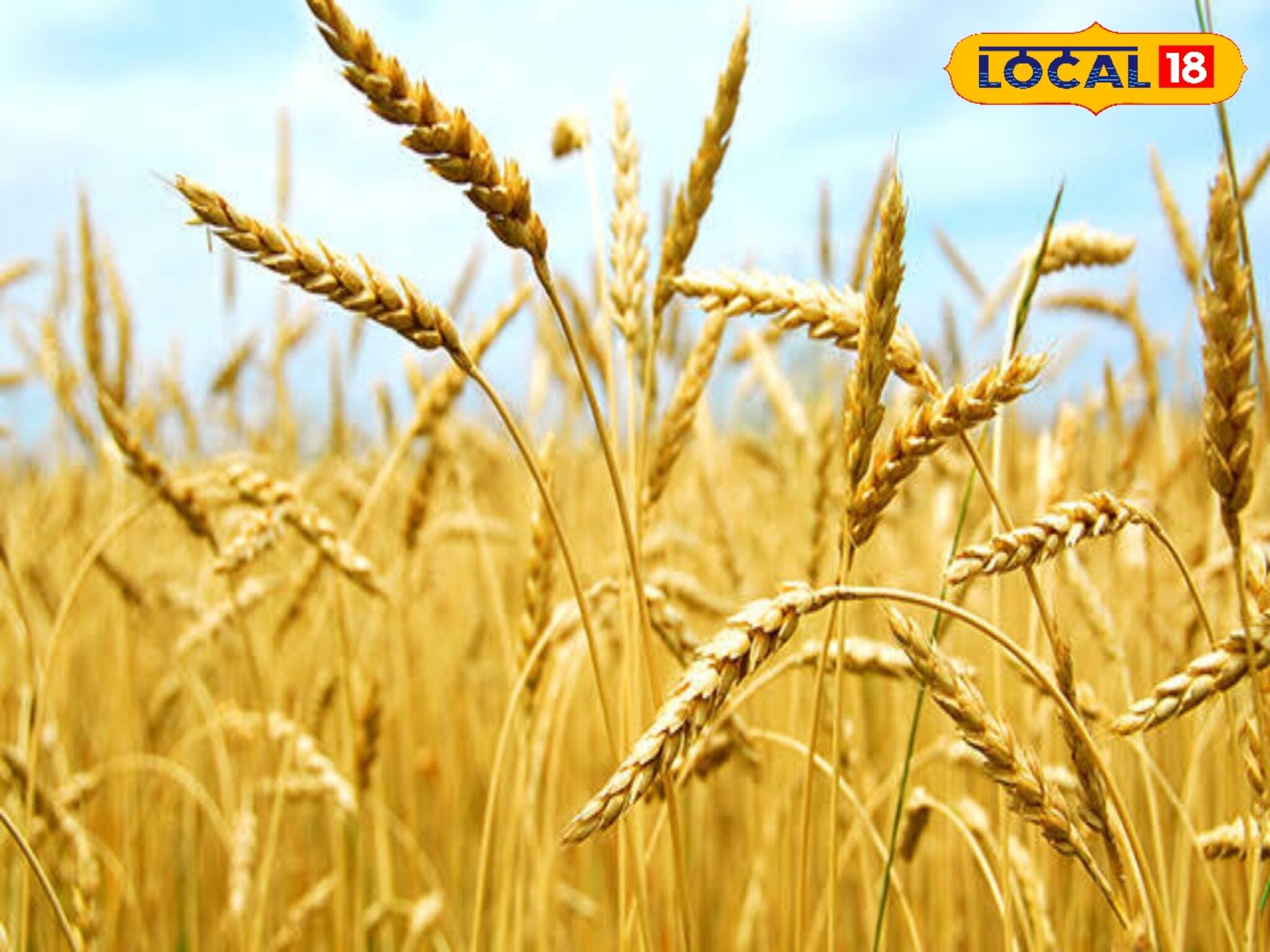 গম চাষে নতুন দিশা খুঁজে পেলেন চাষিরা! অল্প জমিতেই মিলছে প্রচুর লাভ