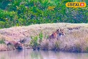 সুন্দরবনে বিরল দৃশ্য..! শীত পড়তেই দল বেঁধে বেরিয়ে এল, পরের ঘটনা শুনলে চমকাবেন
