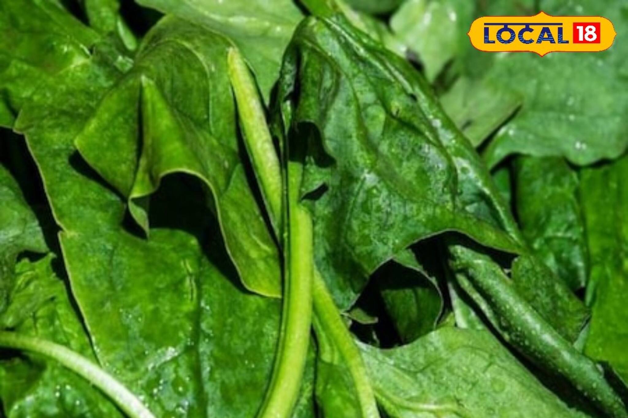 বহু জটিল রোগ থেকে মুক্তি দেবে এই শাক! ধরে রাখবে যৌবন! জানুন চিকিৎসকের মত