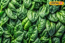 শীতে এই রসালো সবুজ পাতা বেশি করে খান, ওজন কমবে, ডায়াবেটিস থাকবে নিয়ন্ত্রণে!