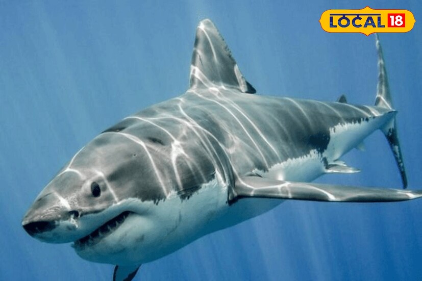 বর্তমান সময়ে পৃথিবীর বৃহত্তম জীব হিসেবে পরিচিত সমুদ্রের নীল তিমি। তবে একটা সময় ছিল যখন এই নীল তিমি ছিল এক প্রজাতির হাঙরের প্রিয় খাদ্য। জলজ জীব হিসাবে পৃথিবীর সবথেকে বৃহত্তম ধান বাকৃতির হাঙর ছিল এই পৃথিবীতেই যার নাম মেগালোডন। ছয়তলা উঁচু ভবনের সমান বিশাল শরীর নিয়ে দাপিয়ে বেড়াত এই শিকারি। কিন্তু ৩৫ লাখ বছর আগে বিলুপ্ত হয়ে যায় পৃথিবীর ইতিহাসে বৃহদাকার হাঙরের প্রজাতি।