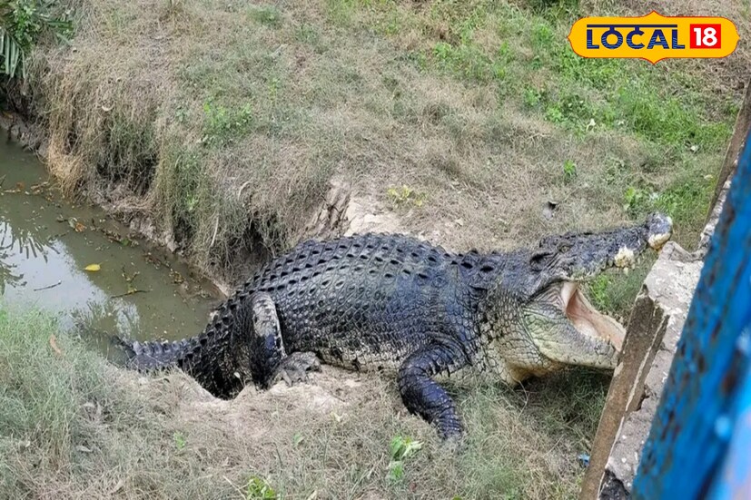 গত বার সুন্দরবনের বিভিন্ন প্রান্তে ২২টি দল তিন দিন ধরে ঘুরে ঘুরে গণনার কাজ করেছিল। তবে এ বার ২৬টি দল এই কাজ করবে বলে জানিয়েছে বন দফতর। 
