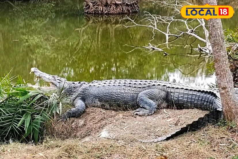 কুমির যেখানে থাকতে পারে, সেই সব এলাকার পরিস্থিতি ও পরিবেশ খতিয়ে দেখে বন দফতর মনে করছে, সুন্দরবনে কমপক্ষে ২০৪টি কুমির রয়েছে। 