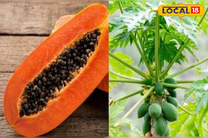 ওজন কমাতে সহায়ক: কাঁচা পেঁপেতে ক্যালোরি কম এবং ফাইবার বেশি থাকায় এটি ওজন কমাতে সাহায্য করে এবং খিদে নিয়ন্ত্রণ করে।
