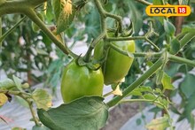 আধুনিক মালচিং কৃষি পদ্ধতিতে করুন এই চাষ! লাভের মাত্র বাড়বে দ্বিগুনের বেশি