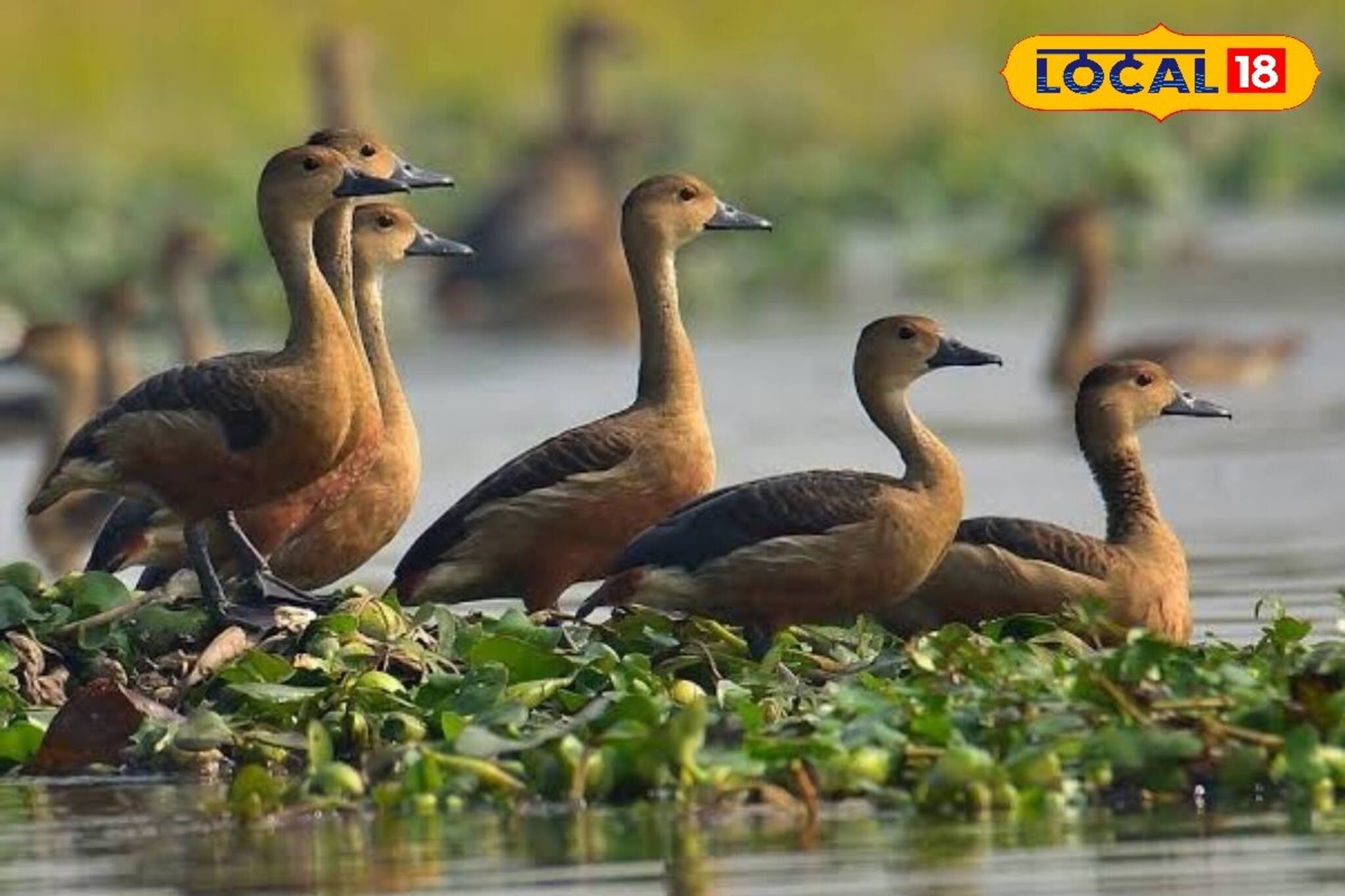 শীতে ঝাঁকে ঝাঁকে উড়ে পরিযায়ীরা! মনোরম দৃশ্য দেখতে ভিড় পর্যটকদের, কোথায় জানেন