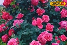 ছাদবাগানে গাছ ভর্তি গোলাপ পেতে মেনে চলুন এই টিপস 