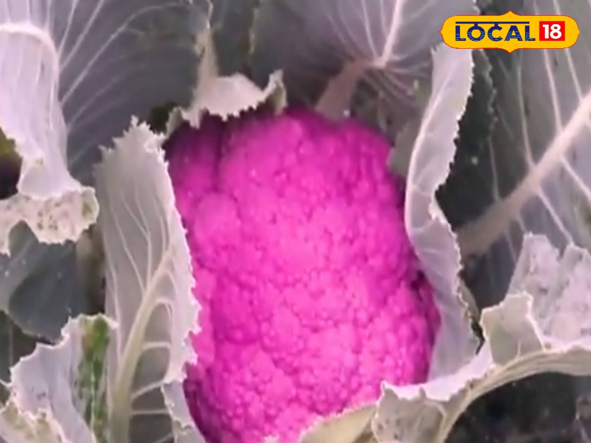 রঙিন ফুলকপি চাষ করে বাজিমাত এই কৃষকের! কীভাবে চাষ হয় জেনে নিন