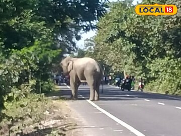 বুনো