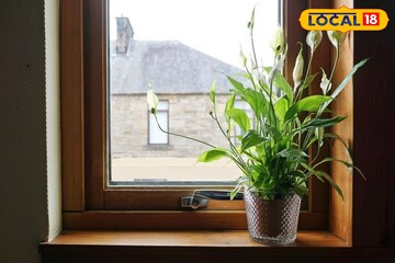 বাড়িতে এই গাছ থাকলে টাকা-সৌভাগ্যের বন্যা!কোনদিকে,কীভাবে রাখলে সবচেয়ে লাভ?জানুন