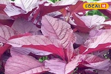 ক্যানসার, ডায়াবেটিস সহ বহু জটিল রোগের ওষুধ সস্তার এই শাক! জানুন বিশেষজ্ঞের মত